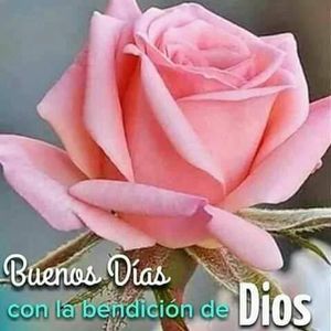 Meet your Posher, Rosa